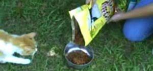 My son built this for our kittens out of duct tape and amazon boxes. How To Make A Homemade Cat Trap Cats Wonderhowto