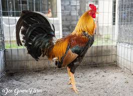 Ayam petarung sendiri memiliki banyak jenis,dan untuk di indonesia ayam bangkok merupakan ayam andalah selama ini.selain menjadi ayam aduan paling di minati,ayam bangkok juga mudah untuk di dapatkan di berbagai peternak walaupun hanya ayam bk silangan akan tetapi,memiliki daya dobrak. Masih Di Edisi Ayam Hias Pumpkin Dee Gamefarm Indonesia Facebook