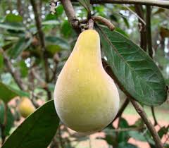 Image result for Eugenia capensis