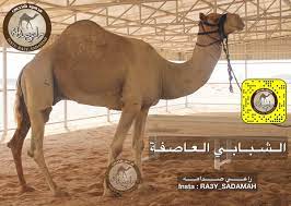هو مجال العمل المكمل للتعليم الرسمي. Ø±Ø§Ø¹ÙŠ ØµØ¯Ø§Ù…Ù‡ On Twitter Ø§Ù„Ø´Ø¨Ø§Ø¨ÙŠ Ø¨Ø¹ÙŠØ± Ø§Ù„Ø¹Ø§ØµÙØ©