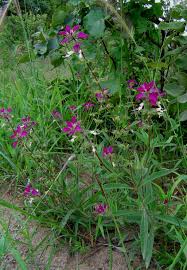 Image result for Syncolostemon bracteosus