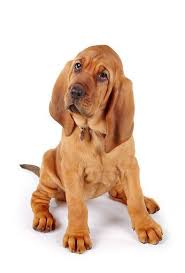 We did not find results for: Pin By Kirsten Kasselmann On Dogs English Bulldog Puppies Cute Baby Animals Cutest Puppy Ever