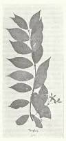 Image result for Parquetina calophylla
