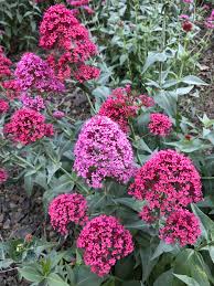 Image result for Centranthus