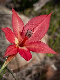 Image result for Gladiolus pretoriensis
