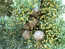 Image result for Sphedamnocarpus pruriens