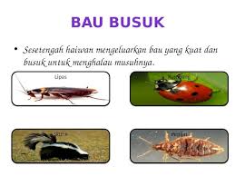 Maksud kemandirian spesis, ciri dan tingkah laku haiwan melindungi diri dari musuh. Kuda Belang Melindungi Diri