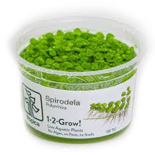 Image result for Spirodela polyrrhiza