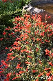 Image result for Epilobium salignum