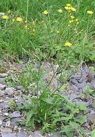 Image result for Crepis urundica