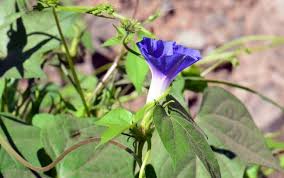 Image result for Ipomoea vernalis