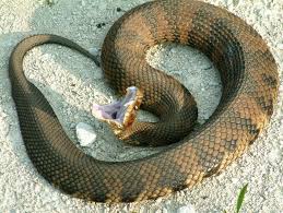 Black And Yellow Snake Texas Cottonmouth Water Moccasin Snake Water Moccasin Snake Reptile Snakes