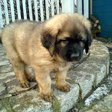 Leonberger Puppy German Mountain Dog Leonberger Puppy Leonberger Dog German Mountain Dog