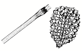 Image result for Casuarina verticillata