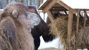 However, camels do not store water in their humps. Camels At The Feeder Eating Hay By Alkir Vh Videohive