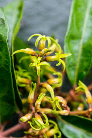 Image result for Oncinotis