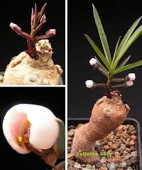 Image result for Monadenium pedunculatum