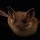 Creatures of the Night: The Bats of New Jersey event image