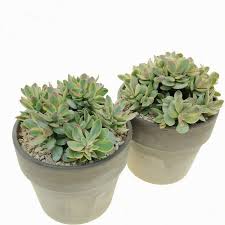 Image result for Crassula granvikii