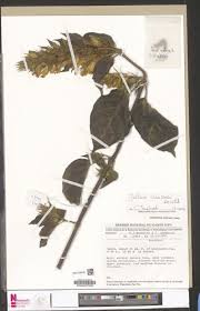 Image result for Justicia claessensii