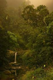Alishan Mountain In 2021 Night Landscape Firefly Photography Fireflies Print