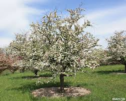 Professor Sprenger Crabapple Has Orange Red Apples Crab Apple Garden Landscaping Garden Design