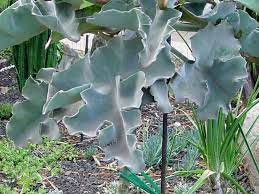 They require regular watering, particularly during dry summer periods. Plantfiles Pictures Kalanchoe Species Elephant Ear Kalanchoe Felt Plant Velvet Leaf Kalanchoe Kalanchoe Beharensis By Htop