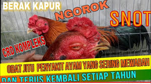 Gejala lainnya yang ditimbulkan yaitu seperti sesak nafas, tidak nafsu makan, dan. Cara Mengobati Ayam Sakit Snot Korisa Crd Berak Kapur Youtube