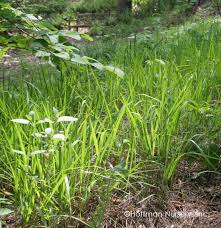 Image result for Chascanum schlechteri