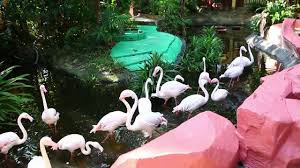 People normally also visit art in paradise langkawi while planning their trip to langkawi wildlife park & bird paradise. Langkawi Wildlife Park Youtube