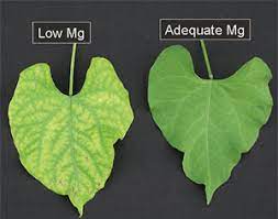 It's a central element in chlorophyll, the substance that allows plants the ability to absorb light and turn it into energy to power their metabolism. Magnesium Deficiency In Plants