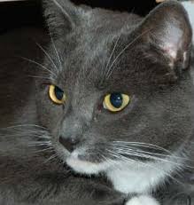 Black And White Cat Breeds With Yellow Eyes 