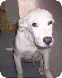 White labrador puppies for sale houston. Houston Tx Labrador Retriever Meet White Lab Pup A Pet For Adoption
