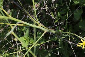 Asparagus Officinalis Wild Flower Wild Plant In Nature Blooms In Spring Affiliate Wild Flower Asparagus Officinal Wild Flowers Wild Plants Bloom