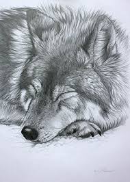 Easy techniques for drawing people, animals and more. Sleeping Wolf Art Print By Lucy Swinburne In 2021 Pencil Drawings Of Animals Realistic Animal Drawings Realistic Drawings