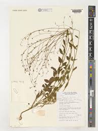 Image result for Schwenckia