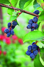 Image result for indiánská borůvka obrázek