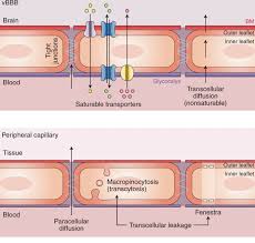 The b+healthy fresh food markets will work collectively with the people to help eliminate food deserts and widespread health disparities. Healthy Aging And The Blood Brain Barrier Nature Aging