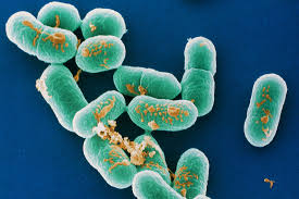 Listeria has been found in at least 42 species of wild and domesticated animals, and 17 species of birds. Listeria Bioscience Diagnostics Pte Ltd