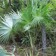 Image result for Coccothrinax