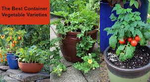 How much light do vegetables, herbs, and fruits need? Container Vegetable Plants The Best Varieties For Success