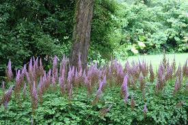 With a variety of sizes, shapes, bloom colors, bloom times, and foliage colors (green or bronze, with either shiny or matte finish), astilbe make perfect neighbors to other perennials. Astilben Prachtspiere Kaufen Native Plants