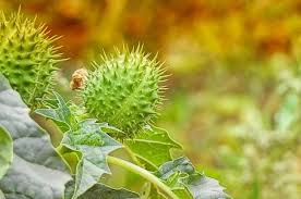 We did not find results for: Meski Berbahaya Manfaat Buah Kecubung Ternyata Sangat G