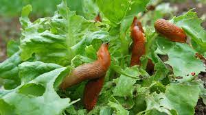 pin op kruiden planten