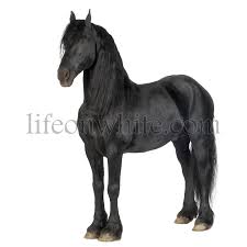 Through the early middle ages and high m. Life On White Friesian Horse