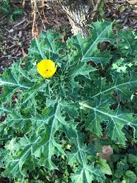 Image result for Papaveraceae