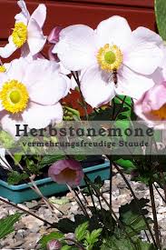 Herbstanemone Lautet Sommerende Ein Die Schone Staude Sollte In Keinem Garten Fehlen Herbstanemone Anemone Garten