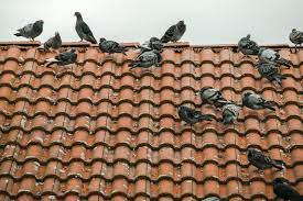 I have found that most people keeping doves are very willing to take the time to help someone who the escape instinct of most doves is to fly up and away quickly. How To Get Rid Of Pigeons From Your Roof And Keep Them Away Pest Defence