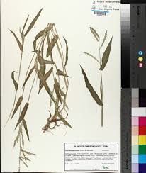Image result for Urochloa panicoides