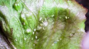 This is great information that i like to keep in our pest control office. Natural Pest Control For Healthy Plants In Your Vegetable Garden Youtube